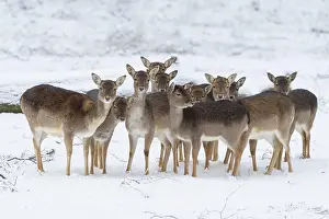 Cervinae: Fallow (Dama dama) deers, group in winter