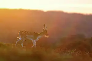 Bradgate: Fallow Deer