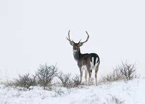 Waterleidingduinen: Fallow Deer