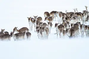 Derbyshire: Fallow Deer
