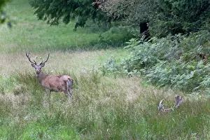 Artiodactyl: Fallow Deer