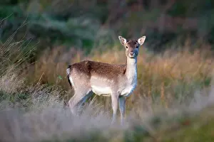 Ashdown: Fallow Deer