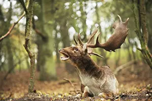 Automn: Fallow Deer