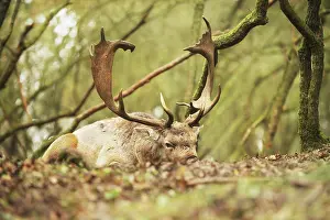 Automn: Fallow Deer