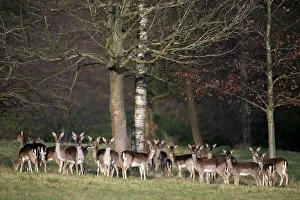Numbers: Fallow Deer