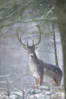 Hart: Fallow Deer