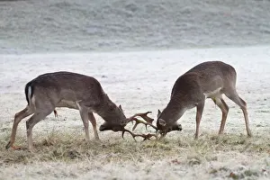 Waterleidingduinen: Fallow Deer