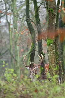 Hart: Fallow Deer