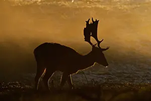 Duinen: Fallow Deer