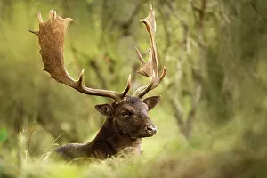 Duinen: Fallow Deer