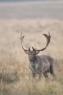 Danmark: Fallow Deer