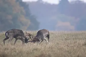 Heating: Fallow Deer
