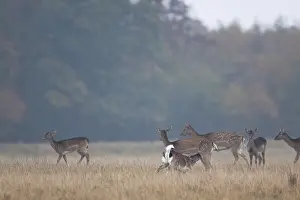 Suckle: Fallow Deer