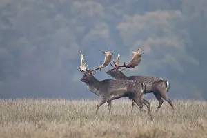 Heating: Fallow Deer
