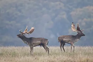 Heating: Fallow Deer