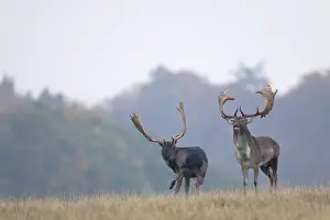 Harts: Fallow Deer