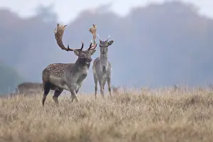 Heating: Fallow Deer