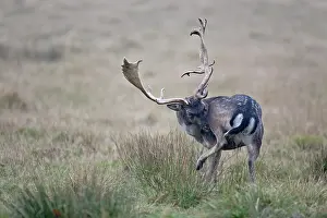 Danmark: Fallow Deer