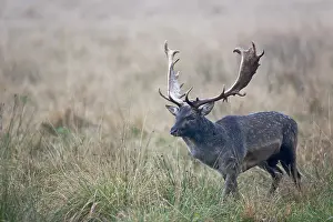 Danmark: Fallow Deer