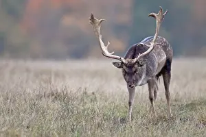 Danmark: Fallow Deer