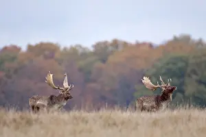 Heating: Fallow Deer