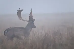 Heating: Fallow Deer