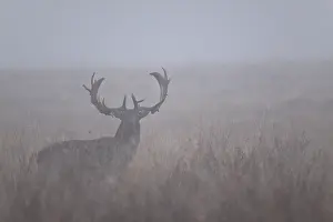 Heating: Fallow Deer