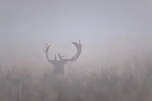 Heating: Fallow Deer