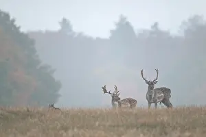 Danmark: Fallow Deer