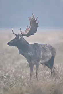 Heating: Fallow Deer