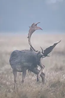 Heating: Fallow Deer
