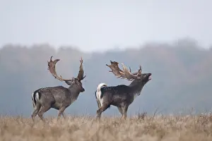 Heating: Fallow Deer