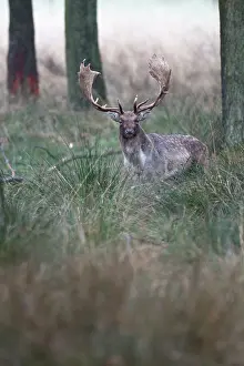 Danmark: Fallow Deer