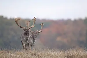 Heating: Fallow Deer