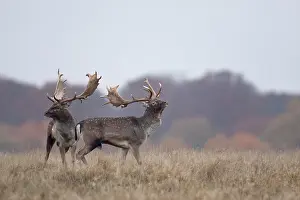 Heating: Fallow Deer