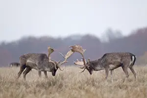 Heating: Fallow Deer