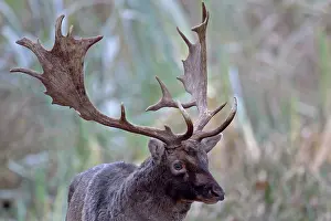 Danmark: Fallow Deer