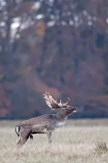 Heating: Fallow Deer