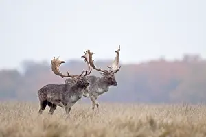 Dispute: Fallow Deer