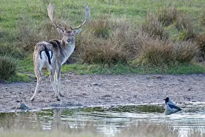 Heating: Fallow Deer