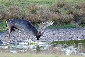 Cervinae: Fallow Deer