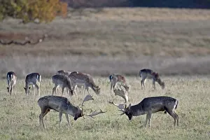 Dispute: Fallow Deer