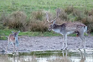 Cervinae: Fallow Deer