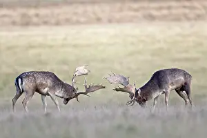 Heating: Fallow Deer