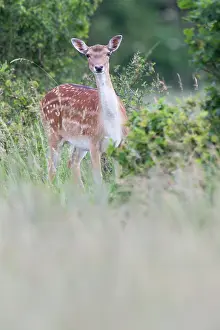 Pelt: Fallow Deer