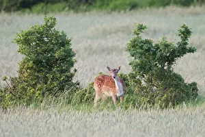 Pelt: Fallow Deer
