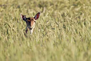 Pelt: Fallow Deer