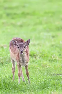 Cervinae: Fallow Deer