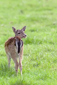 Cervinae: Fallow Deer