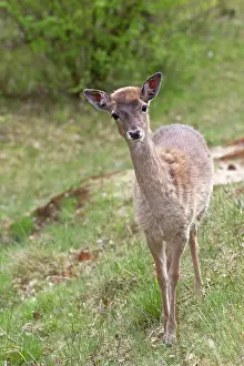 Cervinae: Fallow Deer